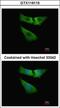 Indolethylamine N-Methyltransferase antibody, GTX119115, GeneTex, Immunofluorescence image 