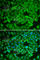 Nuclear Receptor Subfamily 0 Group B Member 1 antibody, A1740, ABclonal Technology, Immunofluorescence image 