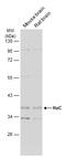 ELAV Like RNA Binding Protein 3 antibody, GTX134128, GeneTex, Western Blot image 