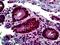 KI-67 antibody, LS-B5180, Lifespan Biosciences, Immunohistochemistry frozen image 