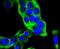 Keratin 14 antibody, NBP2-67585, Novus Biologicals, Immunofluorescence image 