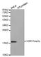 Histone H3 antibody, STJ23967, St John