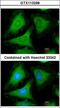 Tyrosine 3-Monooxygenase/Tryptophan 5-Monooxygenase Activation Protein Gamma antibody, LS-C109510, Lifespan Biosciences, Immunofluorescence image 