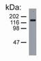 Neurofilament Medium antibody, NB500-446, Novus Biologicals, Western Blot image 