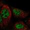 RAS Guanyl Releasing Protein 3 antibody, PA5-66222, Invitrogen Antibodies, Immunofluorescence image 