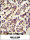 Olfactory Receptor Family 1 Subfamily J Member 4 antibody, 55-598, ProSci, Immunohistochemistry paraffin image 