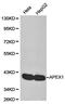 Apurinic/Apyrimidinic Endodeoxyribonuclease 1 antibody, orb129513, Biorbyt, Western Blot image 