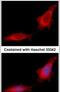 Glucosidase Alpha, Neutral C antibody, PA5-29527, Invitrogen Antibodies, Immunofluorescence image 