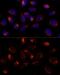 Thioredoxin Domain Containing 12 antibody, GTX66255, GeneTex, Immunofluorescence image 