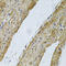 Vinculin antibody, LS-C331674, Lifespan Biosciences, Immunohistochemistry frozen image 