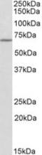 Thymocyte Selection Associated antibody, LS-C112966, Lifespan Biosciences, Western Blot image 