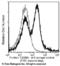 OX-2 membrane glycoprotein antibody, 50074-R002, Sino Biological, Flow Cytometry image 