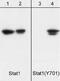 Signal Transducer And Activator Of Transcription 1 antibody, ab29045, Abcam, Western Blot image 