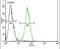 Claudin 12 antibody, PA5-25768, Invitrogen Antibodies, Flow Cytometry image 