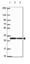 Acidic Nuclear Phosphoprotein 32 Family Member A antibody, NBP2-49519, Novus Biologicals, Western Blot image 