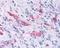 MRGPRD antibody, NBP2-29492, Novus Biologicals, Immunohistochemistry frozen image 