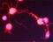 SRC kinase signaling inhibitor 1 antibody, NBP1-03414, Novus Biologicals, Immunofluorescence image 