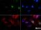 Polo Like Kinase 5 antibody, NBP1-97306, Novus Biologicals, Immunofluorescence image 