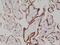 Glycoprotein hormones alpha chain antibody, M00739-2, Boster Biological Technology, Immunohistochemistry paraffin image 