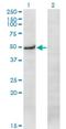 Protein Kinase X-Linked antibody, H00005613-M01, Novus Biologicals, Western Blot image 