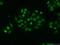 Heterogeneous Nuclear Ribonucleoprotein U antibody, 14599-1-AP, Proteintech Group, Immunofluorescence image 
