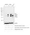 FosB Proto-Oncogene, AP-1 Transcription Factor Subunit antibody, MA5-15056, Invitrogen Antibodies, Western Blot image 