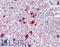 One Cut Homeobox 1 antibody, LS-B3525, Lifespan Biosciences, Immunohistochemistry frozen image 