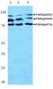 P21 (RAC1) Activated Kinase 4 antibody, PA5-36865, Invitrogen Antibodies, Western Blot image 