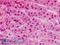 Zinc Finger And BTB Domain Containing 16 antibody, LS-B8737, Lifespan Biosciences, Immunohistochemistry frozen image 