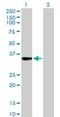 FSHD Region Gene 1 antibody, H00002483-D01P, Novus Biologicals, Western Blot image 