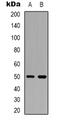 Oligodendrocyte Myelin Glycoprotein antibody, abx133521, Abbexa, Western Blot image 