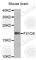 FXYD Domain Containing Ion Transport Regulator 6 antibody, A4775, ABclonal Technology, Western Blot image 