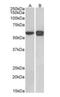 Pleiotropic Regulator 1 antibody, orb18334, Biorbyt, Western Blot image 