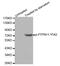 Protein Tyrosine Phosphatase Non-Receptor Type 11 antibody, MBS128446, MyBioSource, Western Blot image 