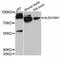 Aldehyde Dehydrogenase 18 Family Member A1 antibody, abx125513, Abbexa, Western Blot image 