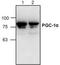 PGC-1-alpha antibody, TA319007, Origene, Western Blot image 