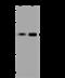 Ubiquitin Specific Peptidase 28 antibody, 203483-T36, Sino Biological, Western Blot image 