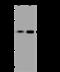 Ubiquitin carboxyl-terminal hydrolase 28 antibody, 203483-T36, Sino Biological, Western Blot image 