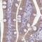 Phospholipase C Beta 3 antibody, NBP2-32026, Novus Biologicals, Immunohistochemistry paraffin image 