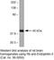 SH3 Domain Containing GRB2 Like 3, Endophilin A3 antibody, 36-3200, Invitrogen Antibodies, Western Blot image 