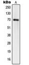 Synaptotagmin Binding Cytoplasmic RNA Interacting Protein antibody, MBS822186, MyBioSource, Western Blot image 