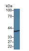 ArfGAP With Dual PH Domains 1 antibody, MBS2025978, MyBioSource, Western Blot image 