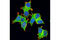 Rho GDP Dissociation Inhibitor Alpha antibody, 2564S, Cell Signaling Technology, Immunofluorescence image 