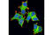 Rho GDP-dissociation inhibitor 1 antibody, 2564S, Cell Signaling Technology, Immunofluorescence image 