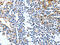 LDL Receptor Related Protein 1 antibody, CSB-PA129534, Cusabio, Immunohistochemistry frozen image 
