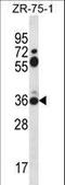 Syntaxin 2 antibody, LS-C161589, Lifespan Biosciences, Western Blot image 