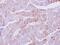 Casein Kinase 1 Alpha 1 Like antibody, NBP2-16020, Novus Biologicals, Immunohistochemistry frozen image 