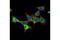 Stathmin 1 antibody, 13655S, Cell Signaling Technology, Immunofluorescence image 