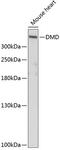 Dystrophin antibody, 15-377, ProSci, Western Blot image 