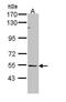 BAI1 Associated Protein 2 Like 1 antibody, PA5-22026, Invitrogen Antibodies, Western Blot image 